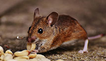 24 Hour & Emergency Exterminators in Clayville, RI